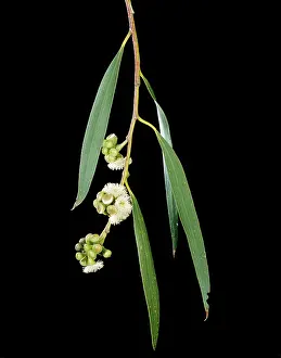 Eucalypt: Snow Gum - Weeping form, leaves & flowers