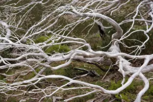 Windswept: Snow Gum - a windswept and by fire damaged Snow