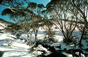 Gums: Snow Gums
