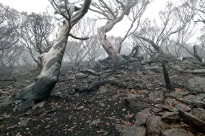 Wildfire: Snow Gums after bush fire