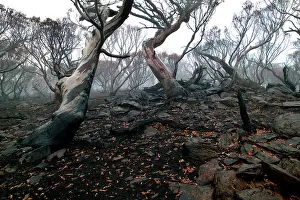 Davies: Snow gums after bushfire (Eucalyptus pauciflora)