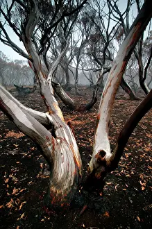 Davies: Snow gums after bushfire (Eucalyptus pauciflora)