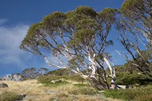 Charlotte: Snow Gums (Eucalyptus pauciflora), Charlotte