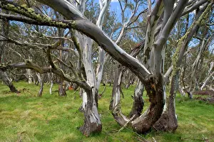 Eucalpytus: Snow Gums - forest of Snow Gums growing in Victoria's