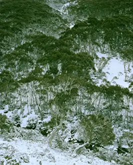 Gums: Snow gums and Thredbo River