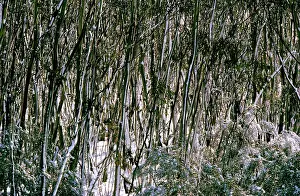Gums: Snow Gums - Woodland in winter snow