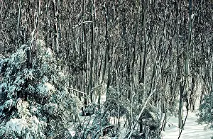 Eucalypt: Snow Gums - Woodland in winter snow