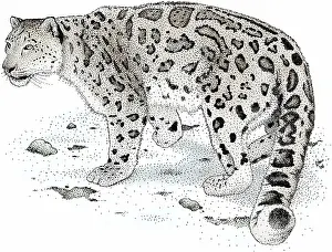 Uncia: Snow Leopard