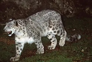 Leopards: SNOW LEOPARD