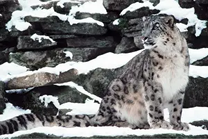 Leopards: SNOW LEOPARD