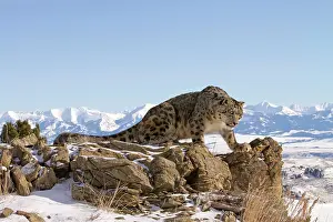 Vince Burton: Snow Leopard