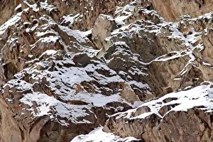 Leopards: Snow Leopard - camouflaged in wild