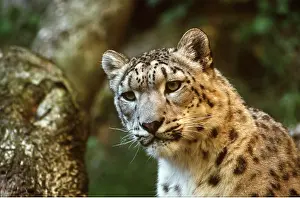 Leopards: SNOW LEOPARD - Close up of face