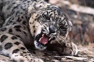 Growling: SNOW LEOPARD - close-up growling
