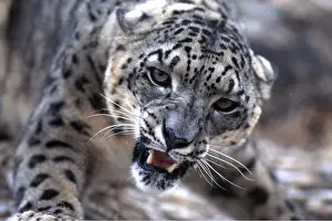 Snarling: SNOW LEOPARD - close-up of head showing teeth