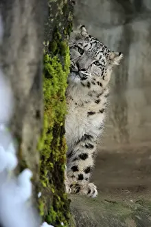 Uncia: Snow Leopard controlled conditions