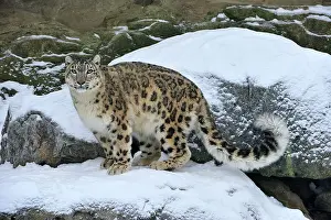 Uncia: Snow Leopard controlled conditions