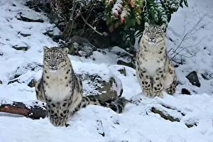 Uncia: Snow Leopard controlled conditions