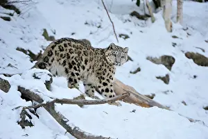 Uncia: Snow Leopard controlled conditions