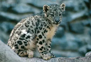 Leopards: Snow Leopard - Cub