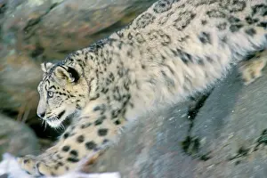 Pouncing: Snow Leopard - Endangered Species, pouncing from