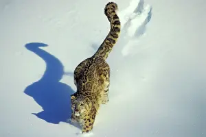 Pat And Tom Leeson: Snow Leopard - Endangered Species, walking through