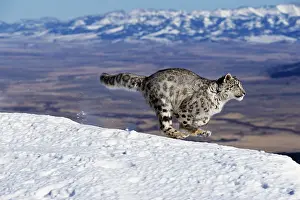 Uncia: Snow Leopard or Ounce, uncia uncia, Portrait running on Snow