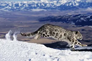 Weight: Snow Leopard or Ounce, uncia uncia, Adult running