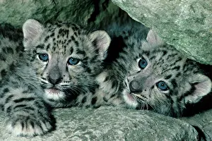 Uncia: Snow Leopard (Panthera uncia) two 9 week old cubs