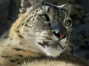 230122: Snow leopard (Panthera uncia), adult, animal portrait