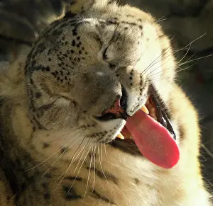 230122: Snow leopard (Panthera uncia), adult, animal portrait