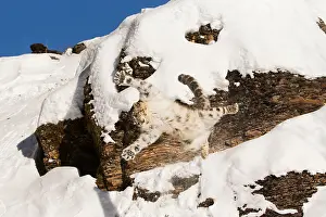 Leap: Snow Leopard (Panthera uncia) adult leaping from