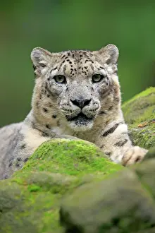 Uncia: Snow leopard (Panthera uncia), adult, portrait