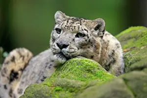 Uncia: Snow leopard (Panthera uncia), adult, portrait