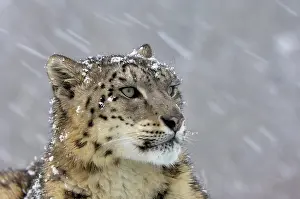 Uncia: Snow Leopard (Panthera uncia), adult, portrait