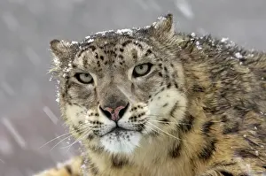 Uncia: Snow Leopard (Panthera uncia), adult, portrait