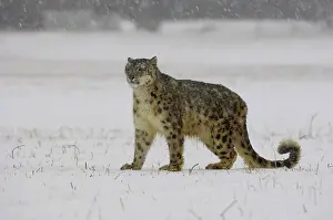 Uncia: Snow Leopard (Panthera uncia), adult, standing on