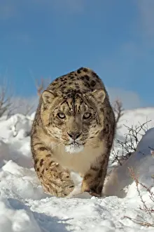Prowl: Snow Leopard (Panthera uncia), adult, walking in
