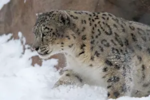 Uncia: Snow Leopard (Panthera uncia), adult, walking through