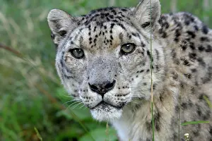 Kyrgyzstan: Snow leopard (Panthera uncia), animal portrait