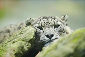Uncia: Snow leopard (Panthera uncia) portrait, captive