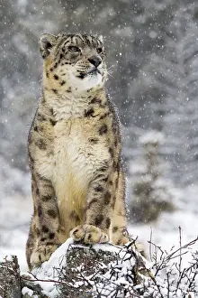 260618: Snow Leopard (Panthera uncia) in the snow, Mont