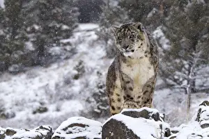260618: Snow Leopard (Panthera uncia) standing on rock