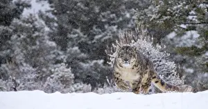 Uncia: Snow Leopard (Panthera uncia) standing on rock