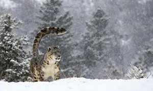 Uncia: Snow Leopard (Panthera uncia) standing in the s