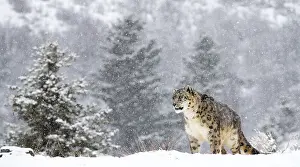Uncia: Snow Leopard (Panthera uncia) standing in the s
