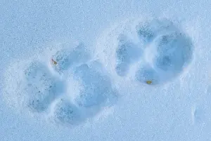 Pugmarks: Snow Leopard pugmarks