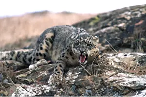 Rests: SNOW LEOPARD - rests mouth open