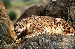 Crouching: SNOW LEOPARD - On rocks