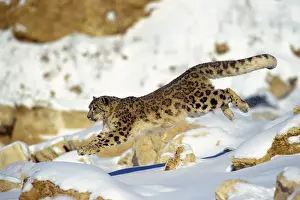 Leaping: Snow Leopard - Running through snow with rocks behind